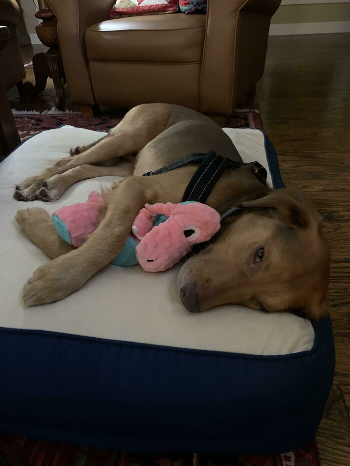 The First Toy He Picked Out On Our Way Home From The Shelter. He’s Never Rough With His Baby, Only Carries It With Him From Room To Room And Lays On Or Cuddles It