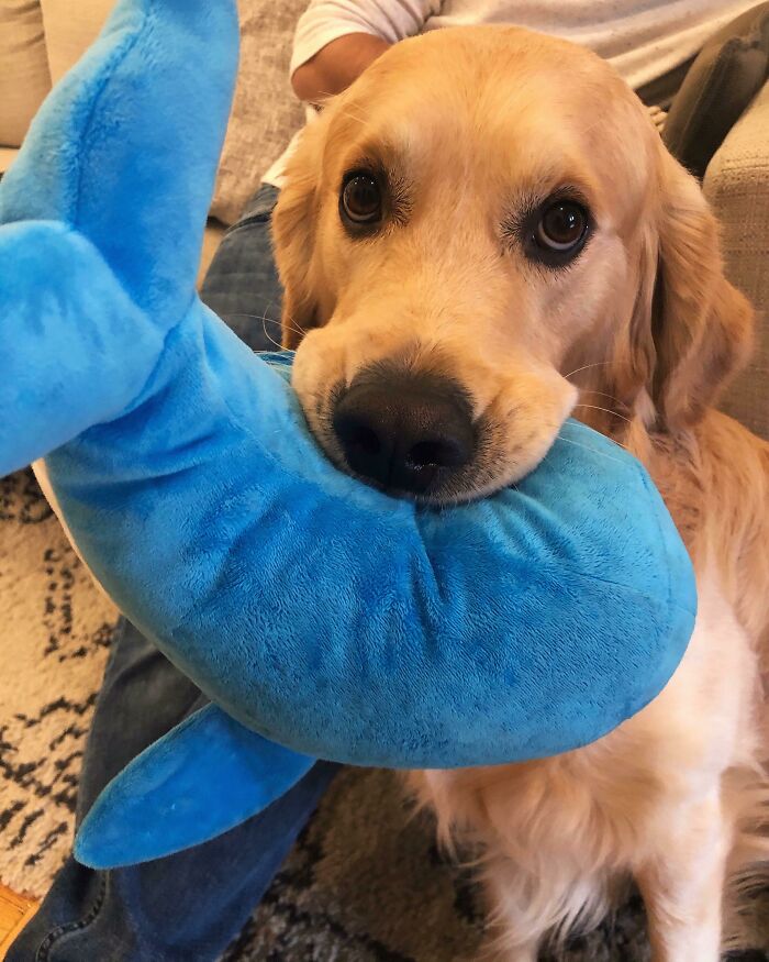 He’s So Proud Of His New Toy - He Carried It All The Way Home From The Pet Store