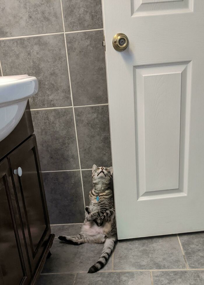 Why Are Cats Always Weirdos When We're In The Bathroom