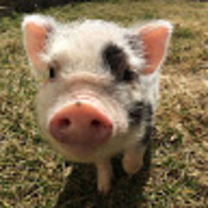 aviellakofman avatar