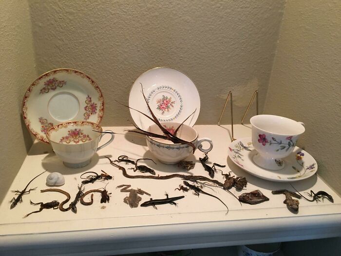 My Grandmother's "Critter Collection" Of Corpses She Finds Dried Out Near The Pool