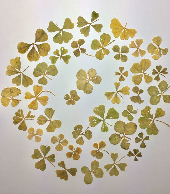 Mi colección de tréboles de 4 hojas y 2 de 5 hojas en medio