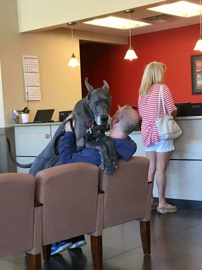 Big Dogs Can Be Scared At The Vet Too
