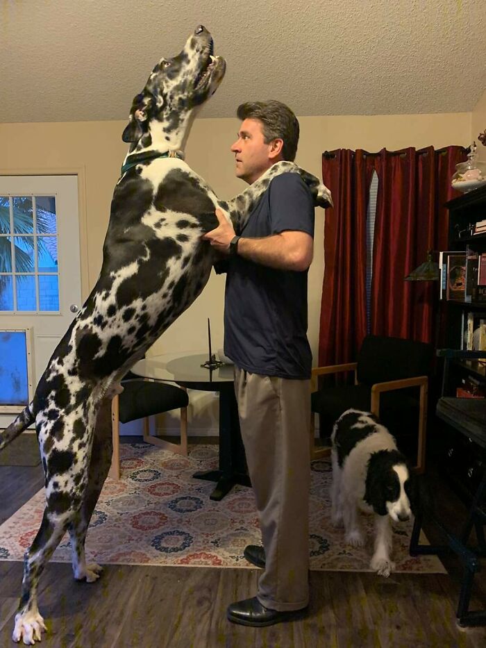 My Dad And My Dog (Dad Is 6'2")