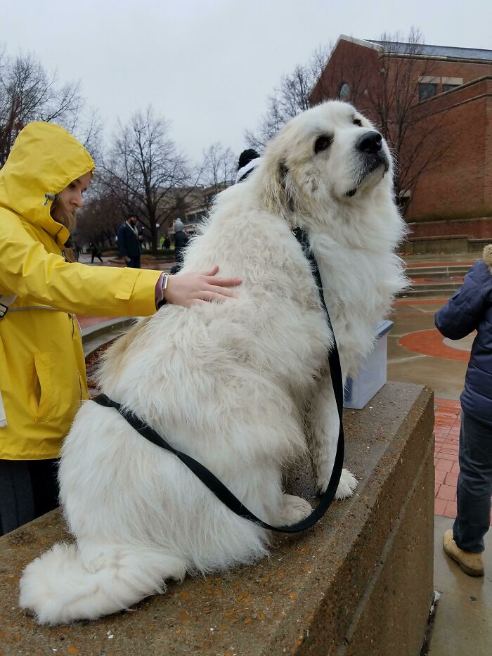 Thicc Boi? Famous Dog At My College