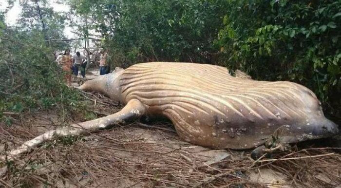 A Humpback Whale Was Found Dead In Amazon Rainforest