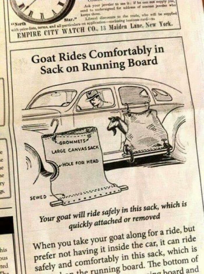 Cómo llevar a tu cabra en coche
