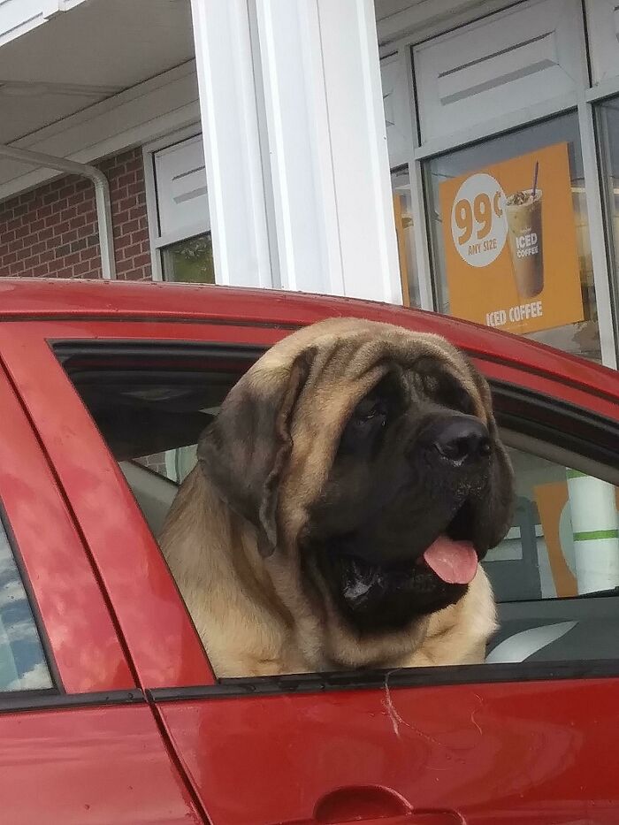 Absolute Unit Parked Next To Me At A Gas Station