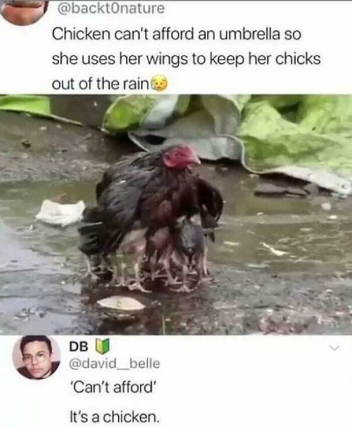 Chickens Can’t Afford Umbrellas