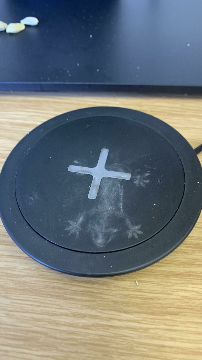 A Lizard Fell From The Ceiling And Left This Dusty Imprint On My Wireless Charger.
