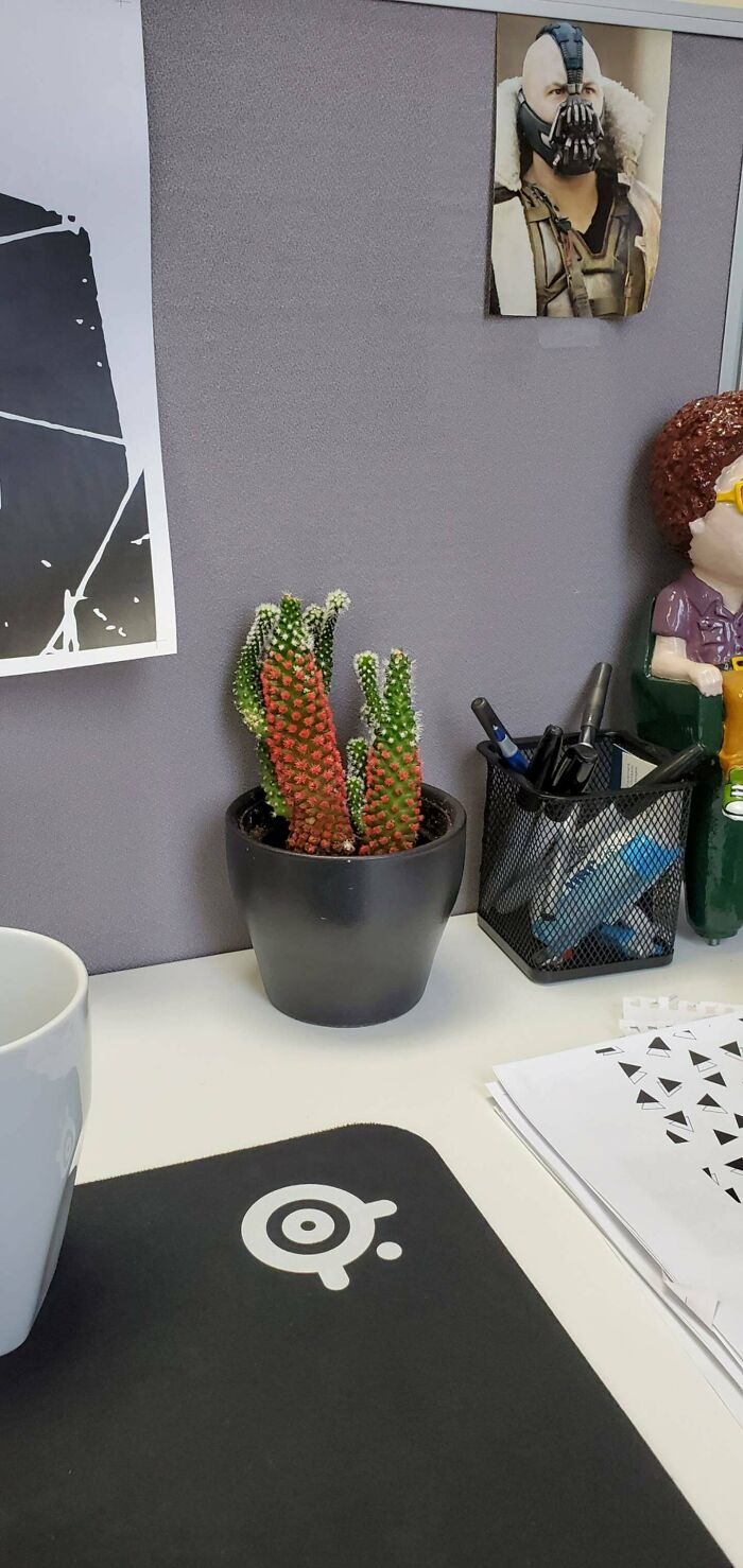 My Office Plant Looks Like It's Banging Its Arms Against My Cubicle Wall