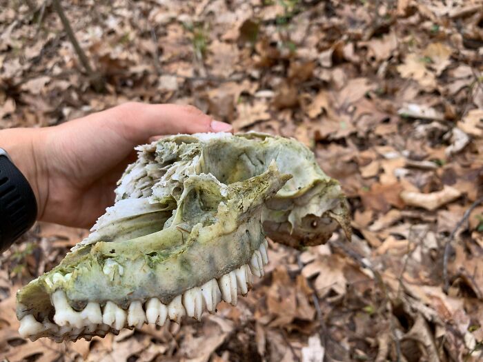 This Skull I Found That Looks Like An Old Tennis Shoe