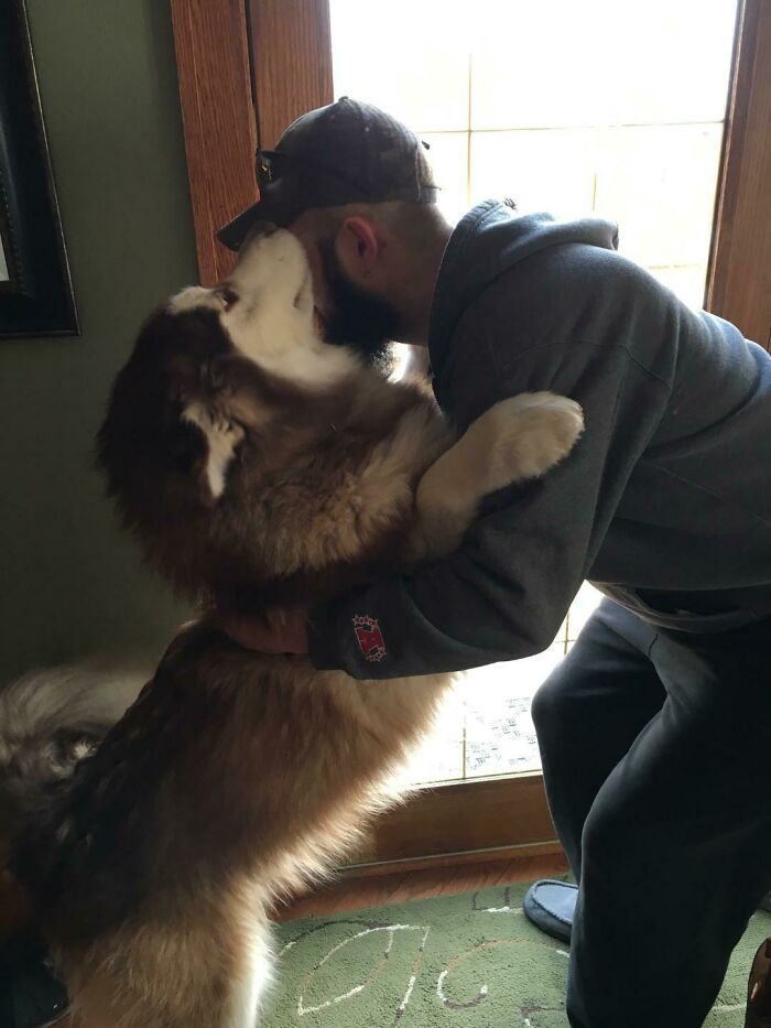 A Big Hug From My Favorite Dog. 10 Month Old Giant Wully. Hes A Monster