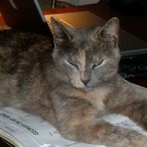 leslie_gengozian avatar