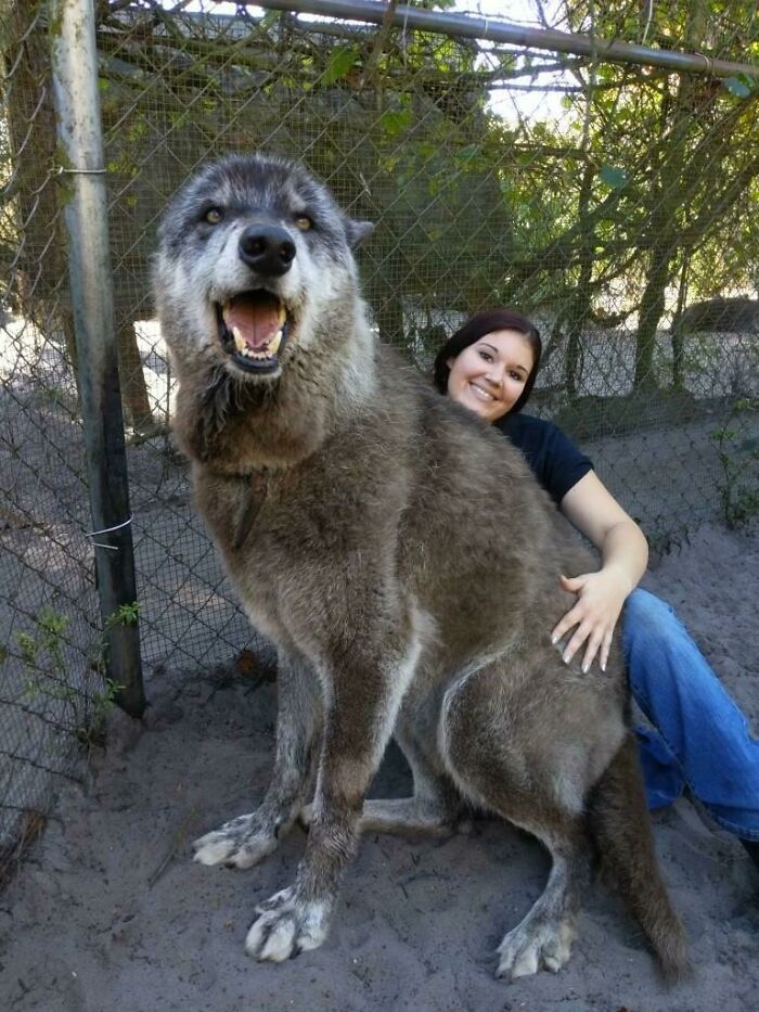 Im The Girl From The "Giant" Wolf Post. Here's Another One Of Our Rescues, Yuki