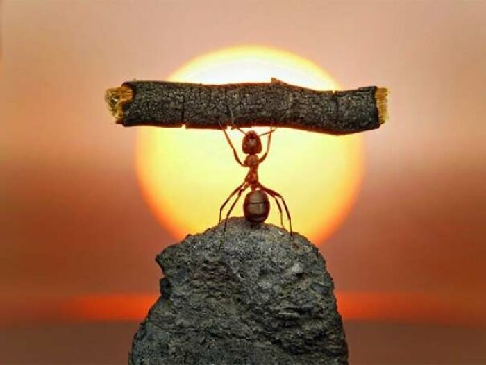 Russian Photographer Andrey Pavlov Takes The Most Mind-Blowing Macro Photographs Of Ants That You Will Ever See