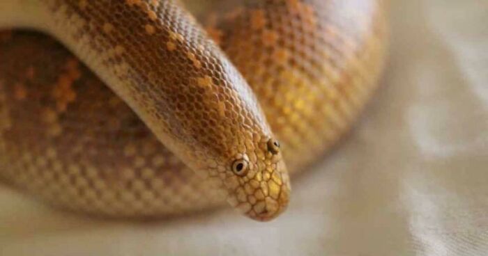 The Arabian Sand Boa Never Fails To Amuse Me, As It Strongly Resembles A Small Child’s Best Effort At Drawing A Snake