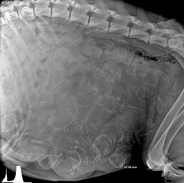 X-Ray Of A Pregnant Dog