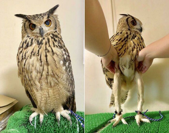 Apprently Owls Have A Pair Of Slender Legs Under Their Fluff