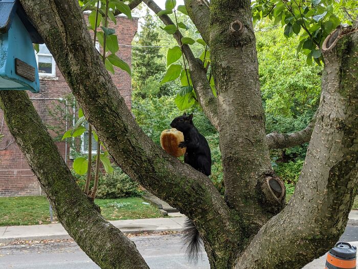I'm Having A Disaster Of A Morning, And Then This Damn Squirrel Stole The Croissant I'd Been Saving To Finally Enjoy When I Got Back Home