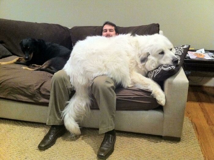 He May Look Like A Bear But He Identifies As A Lap Dog