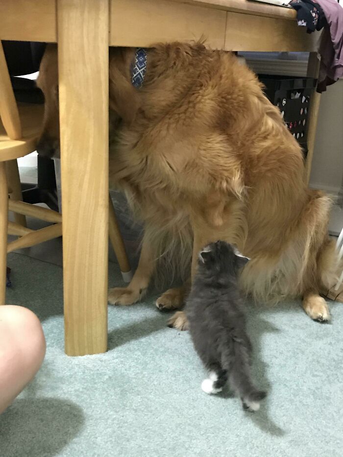 El perrazo tiene miedo del gatito