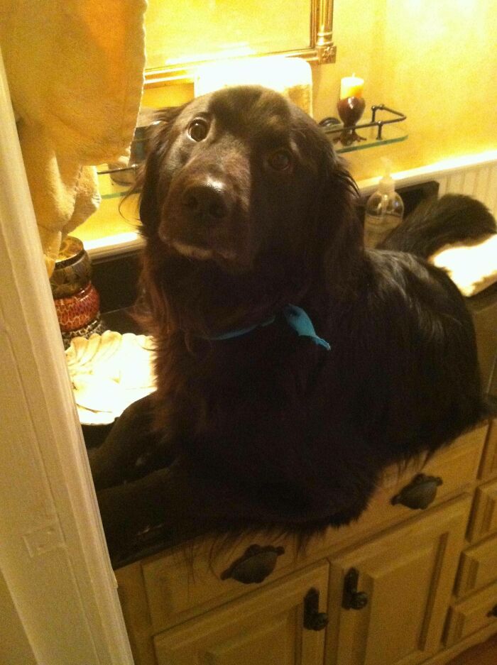 My 85 Lb. Dog Likes To Climb On To The Bathroom Counter. He Can't Get Down By Himself
