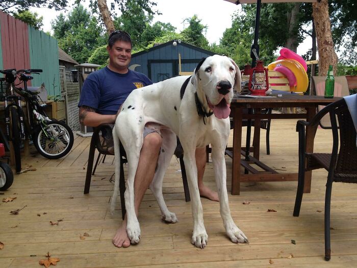 He Also Thinks He's A Lap Dog And I'm 6'3" And 240 Lbs