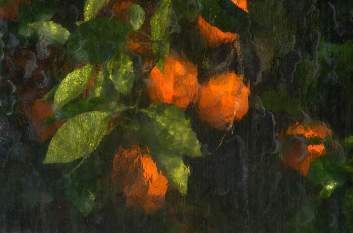 Naranjas a través del cristal del invernadero