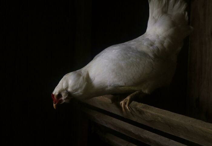 This Photo Of My Favorite Chicken Turned Out Accidentally Beautiful