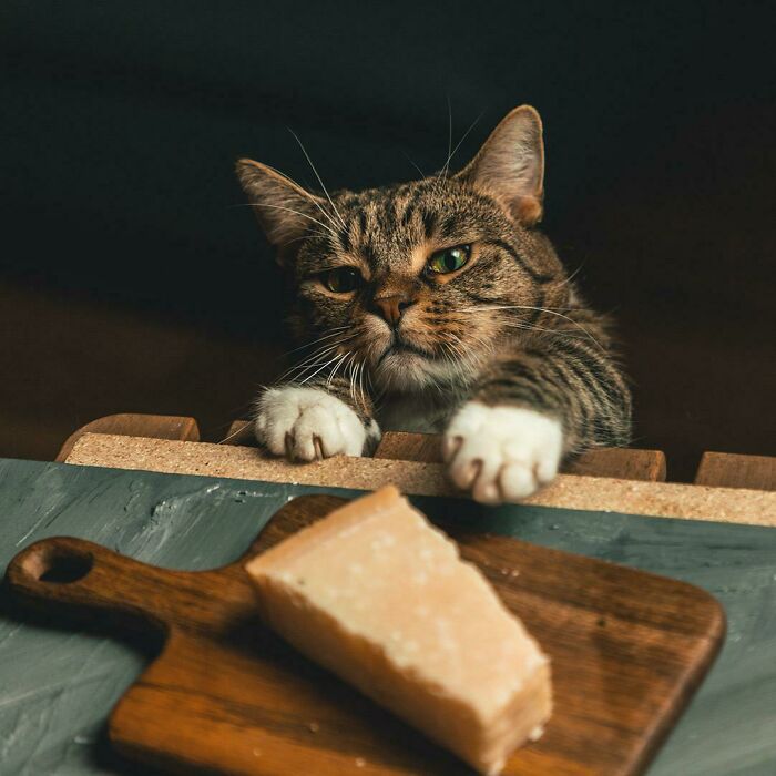 Nuestro gato intentando robar queso