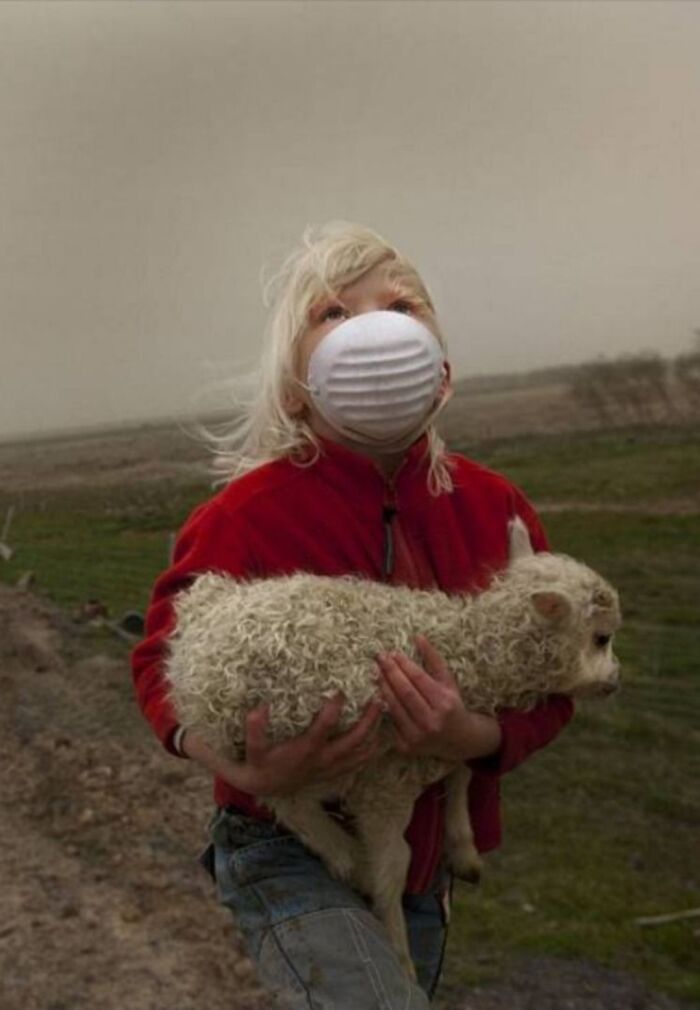 A Little Girl Carrying A Lamb To Shelter From Falling Ash During Iceland's 2010 Volcanic Eruption