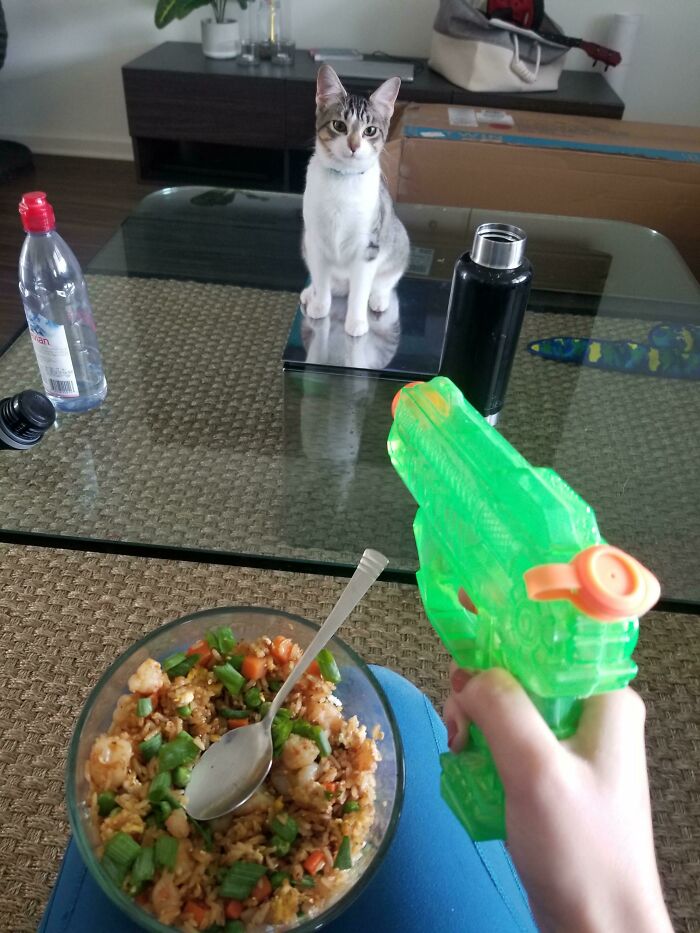 Got A New Kitten Who Has No Fear, This Is How I Have To Eat Every Meal Now 