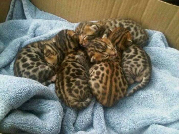 A Box Of Sleeping Bengal Kittens