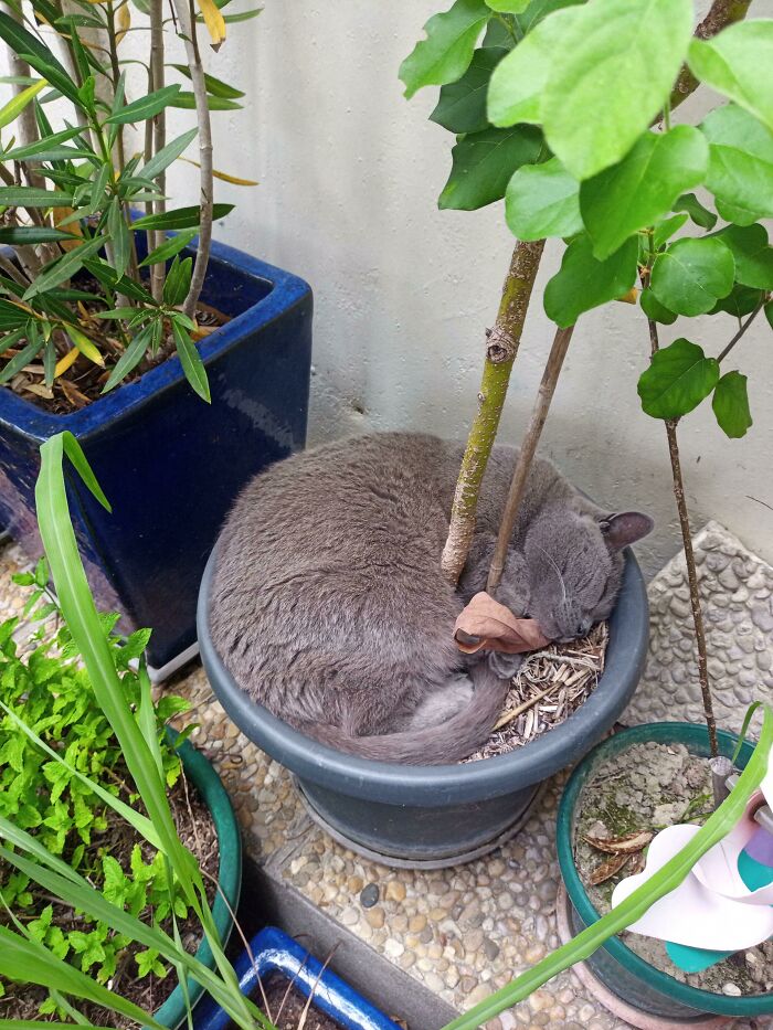 My Cat Likes To Sleep Wrapped Around The Tree In The Flower Pot, With A Leaf As A Cuddle Buddy