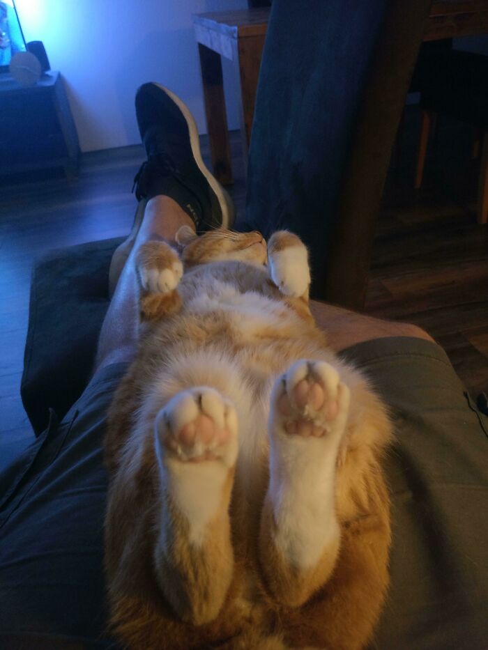 Meet My Cat Garfield, He Likes To Sleep Like This After A Long Day Of Doing Nothing