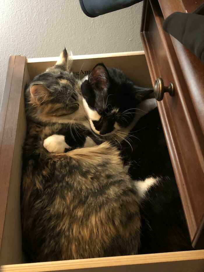 My Cats Sleep In My Desk Drawer When I Work From Home