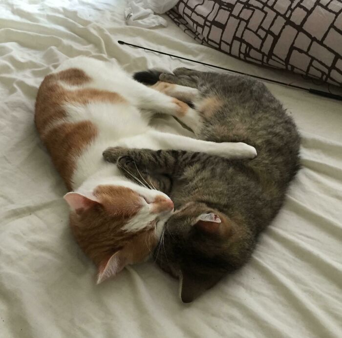 Last Week I Adopted A Furry Friend For My Cat. This Is Them Sleeping