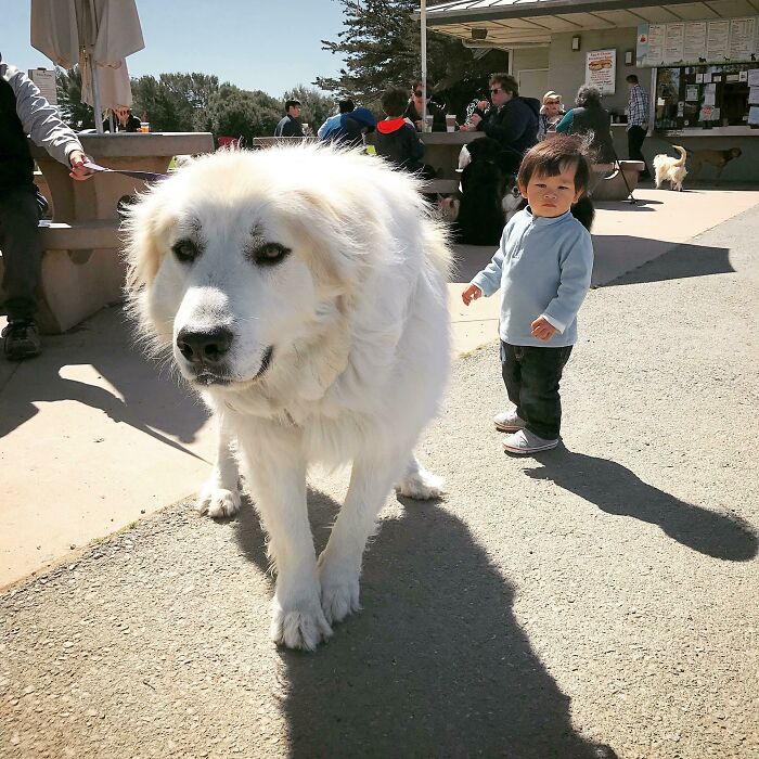 My 1 Year Old Son Met A Gentle Giant Today. My Son 23 Lb, The Giant 130 Lb