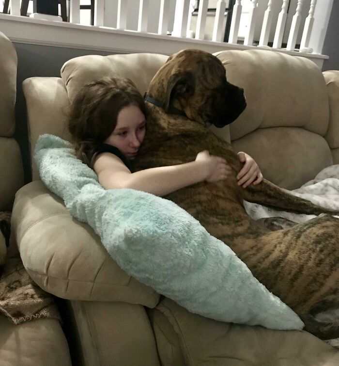 My Oldest Has Been Battling A Cold. 95 Lbs Of Lap Puppy To The Rescue. Such A Good Boy