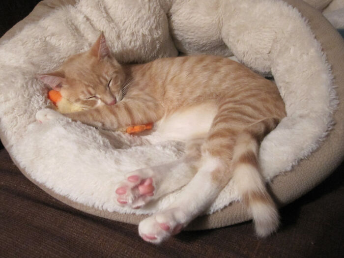 We've Been Recycling Some Of Our Son's Old Baby Toys Into Cat Toys. Here's Carl Sleeping With A Ducky