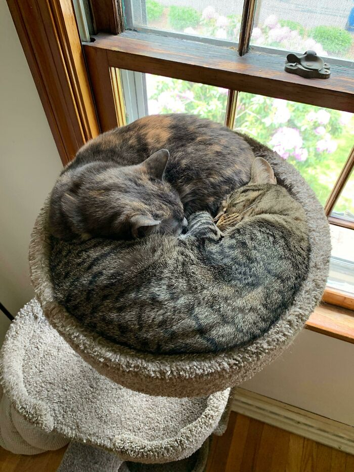 We Find Our Cats Sleeping Like This Every Morning (P.s. They Are Sisters)