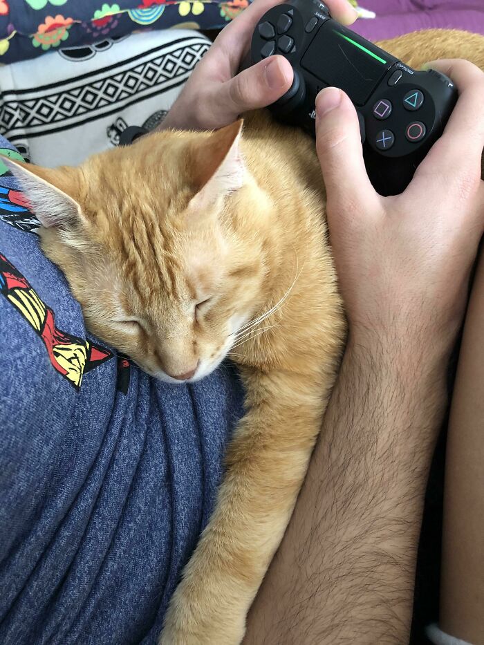 The Cat Is Sleeping While My Boyfriend Plays