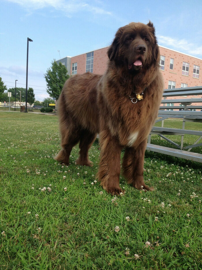 For My Cakeday I Present You My 205 Lb. Newfie