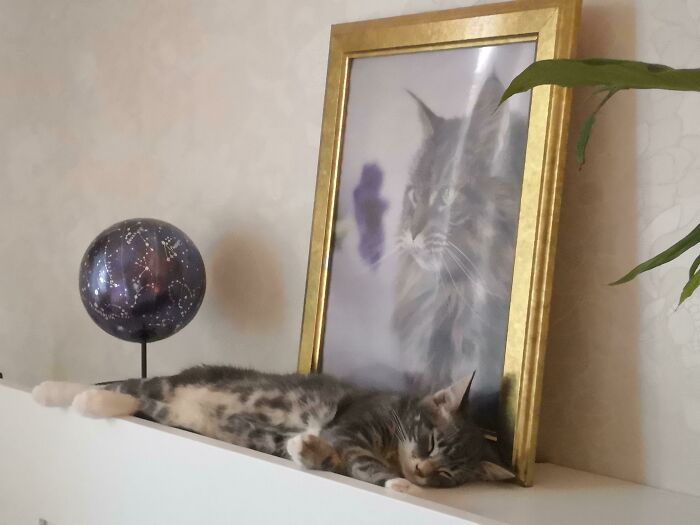 I Lost My Beautiful Maine Coon, Elise, In January. My Heart Is Still Broken, But Seeing Our New Kitten Sleeping Under Her Portrait Makes Me Believe All Will Be Okay One Day