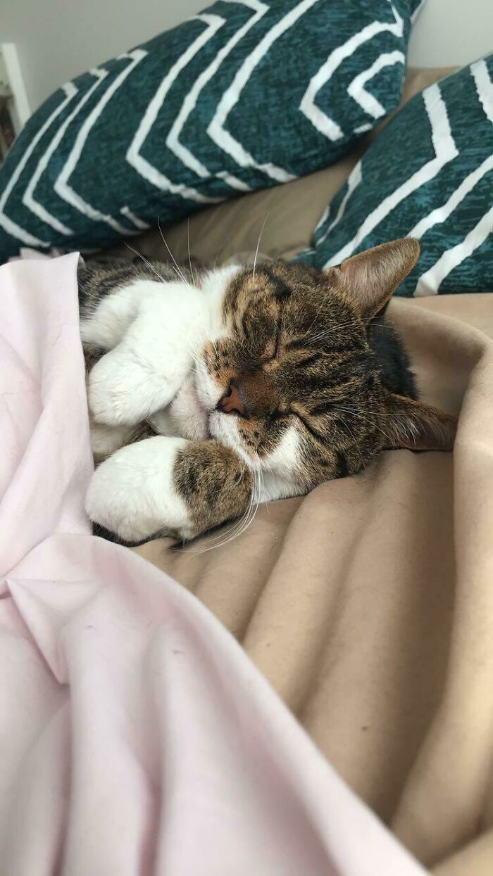 My Beautiful Max Who Loved Sleeping In Bed And We Would Often Find Him Curled Up Way Underneath The Covers