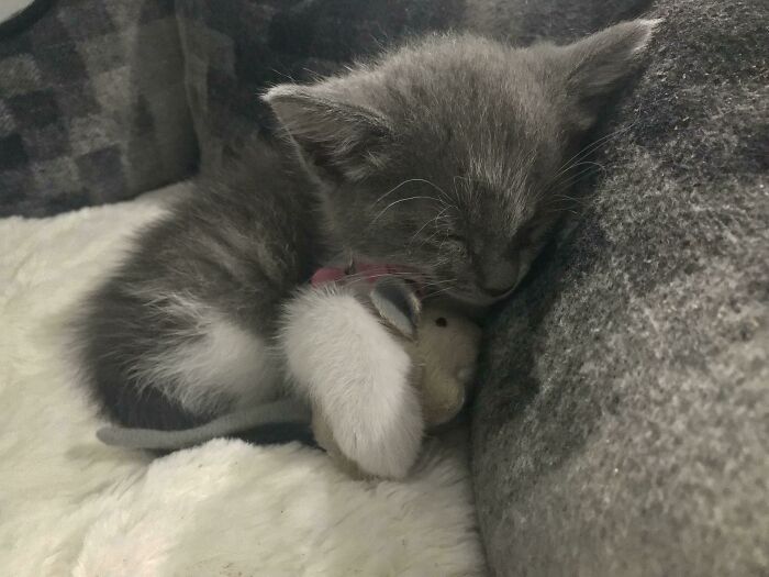 The Kitten We Rescued. Meet Luna, Sleeping With Her Toy Mouse