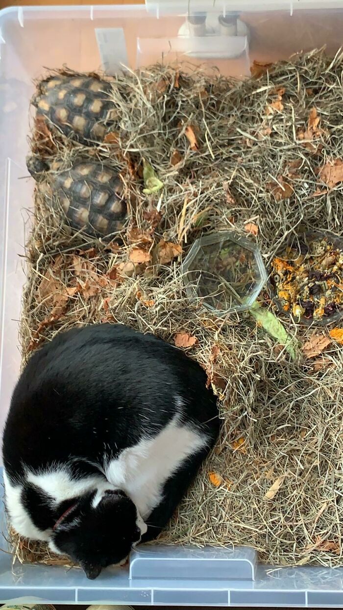 My Cat Sleeping By My Turtles