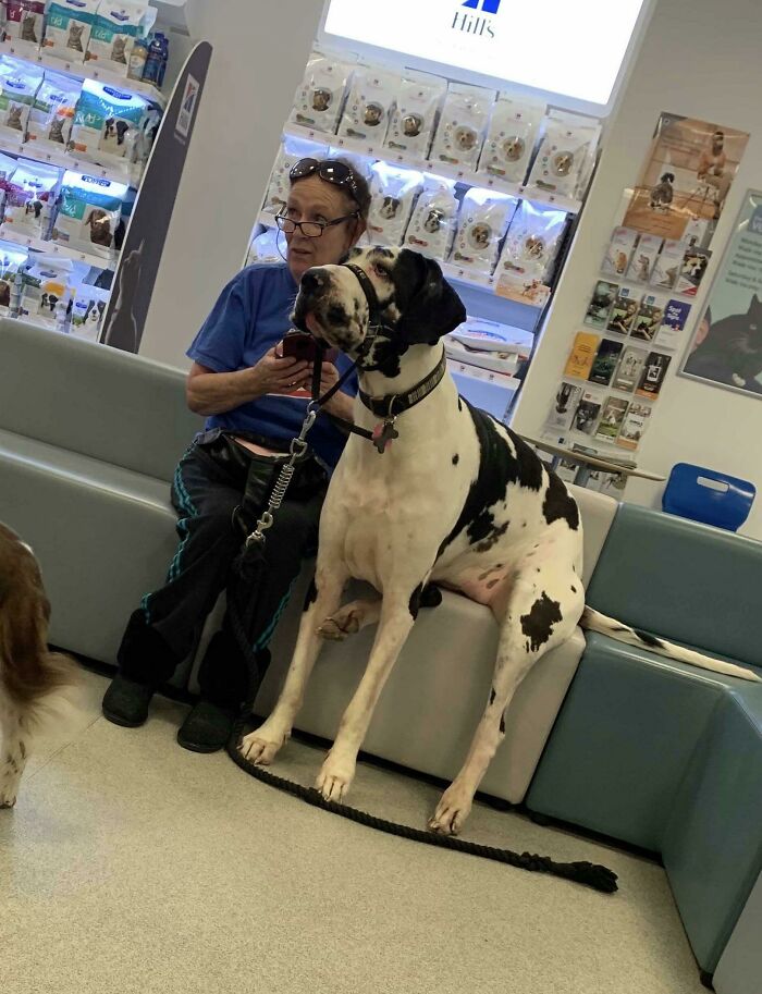 Saw A Gentle Giant At The Vets. She Was A Darling And Sat Down With Her Owner While They Waited