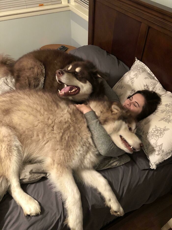 Really Big Doggo Cuddles. 180 Lbs And 165 Lbs Respectively, But Think They’re Smol Puppers